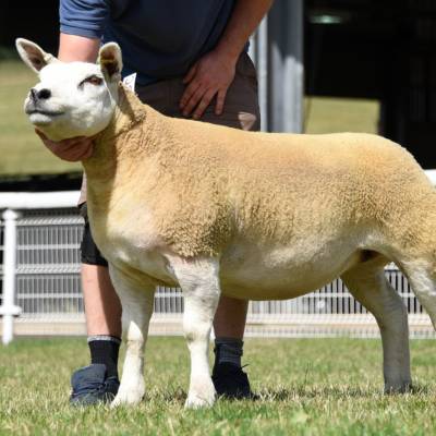 Lot Number 287. Texel Champion from Vaughen Farms