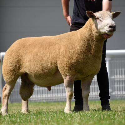 Supreme Charollais Champion from Mr & Mrs A Davies. Lot No. 20 sold for 1100gns
