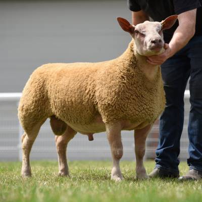 Lot 147 from D&P Curran. Highest price ram lamb, 1st & Res Champion. Sold for 1000gns