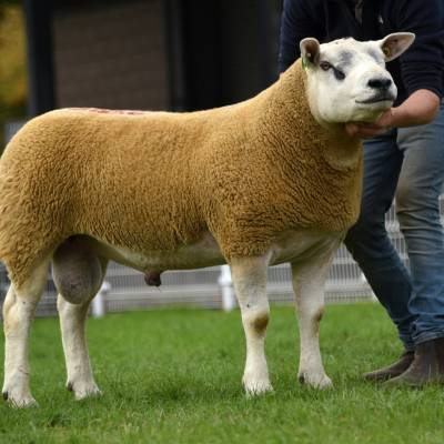 Lot 2585 from M James, Builth Wells 5000gns