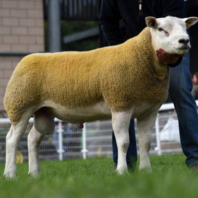 Lot 2664 from S Abberley 5200gns
