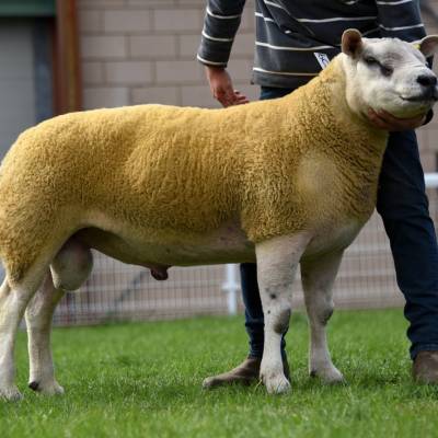 Lot 2709 from Gittoes, Bryndu 5800gns