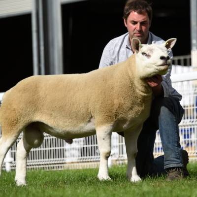 Lot 2746 from Tippetts & Williams 24000gns