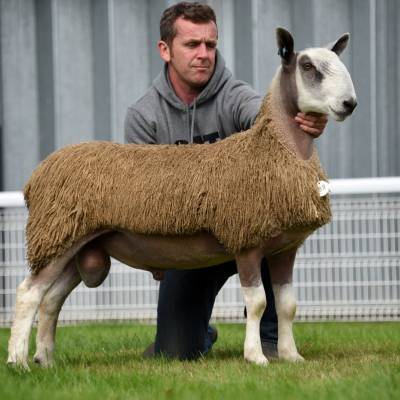 Lot 338 from harries, Llandeilo 15000gns