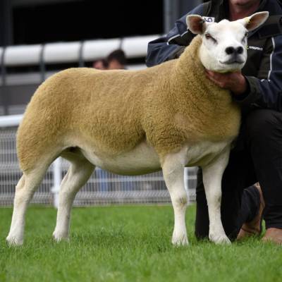 Texel Female Champion Lot 3706