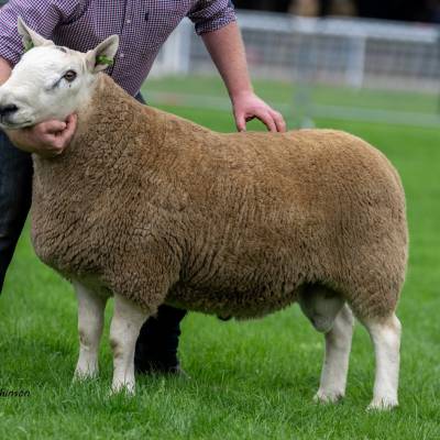 North Country Cheviot sale topper from Cockburn & Partners 2000gns