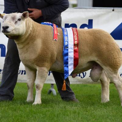 LOt 3527 7,000gns from Mess J Watson & Co