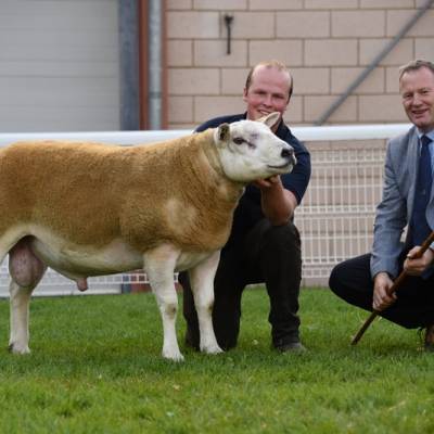 Lot 2823 Champion Texel 6,000 gns Bruce a& Gregor Ingram