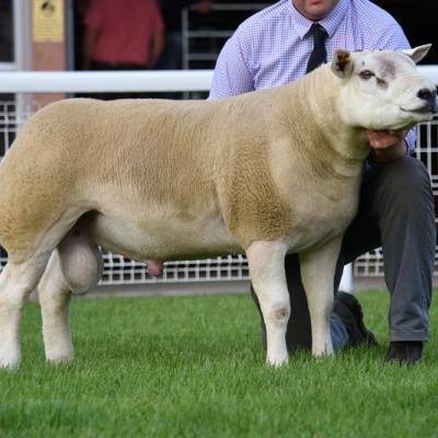 LOt 3527 7,000gns from Mess J Watson & Co