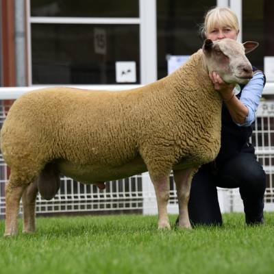 Lot 3839 Charollais ram lamb 3000 gns Mrs J Curtis