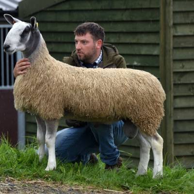 Lot 492 from Frank Johnson sold for 4,200gns