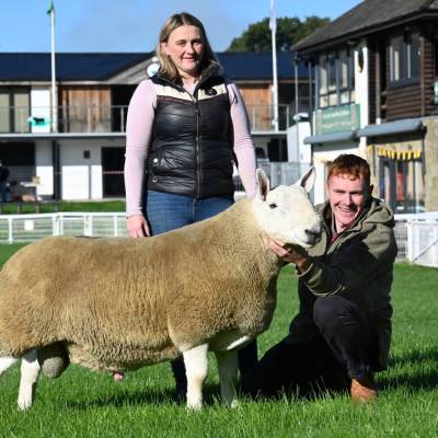 Lot 1066 North Country Cheviot fro Katie Davies and Daffydd Owen