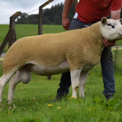 Lot 186 Texel ram from EW Quick & Sons sold for 1150gns