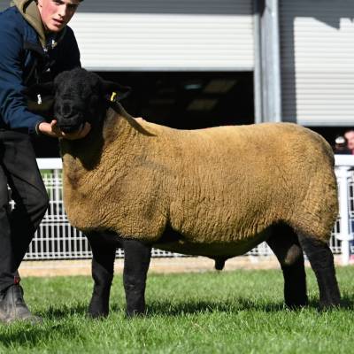 Lot 1933 Champion Suffolk sold for 4700gns from G Davies & Co