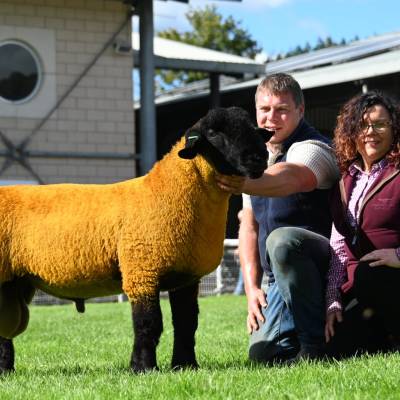 Lot 2098 Sufflolk Ram Lamb from Gavin Ress sold for 2700gns