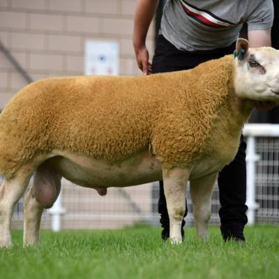 Lot 223 Beltex x from Adrain Davies sold for 1000gns