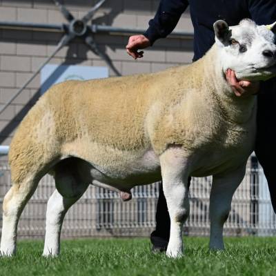 Lot 2468 Blaencar Hurricane sold for 9000gns