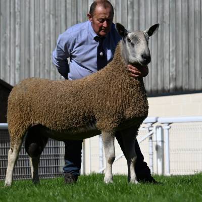 Lot 254 from Dewi Williams sold for 3200gns