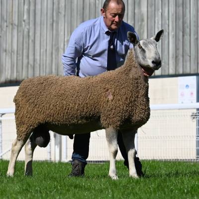 Dewi Williams BFL