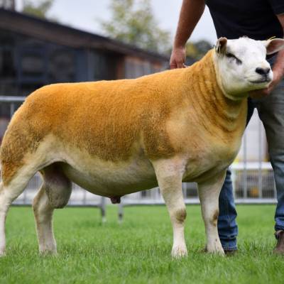 Lot 2814 9000gns Texel yearling  from Phil Weaver