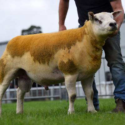 Lot 2817 from Phil Weaver 8000gns