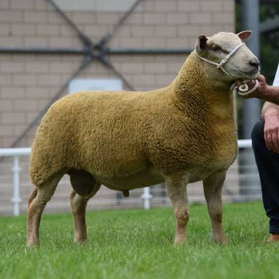 LOT 99 Charollais Ram Lamb from Tim Pritchard sold for 650gns