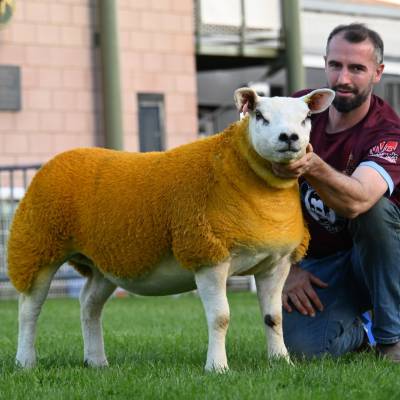 Res. Champion Texel from Carwyn Lewis Lot No 3102