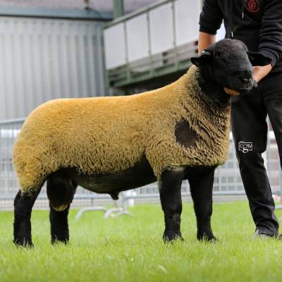 Top priced Suffolk from Jim & Nicki Hartwright 3500gns