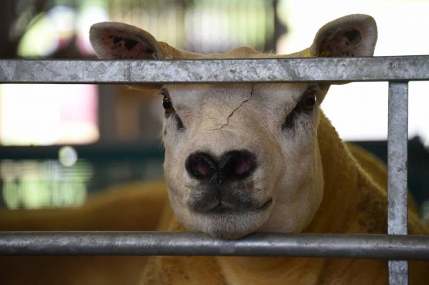 Early Sale Preparations 2022