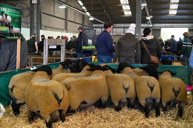 Around the Sale 2025