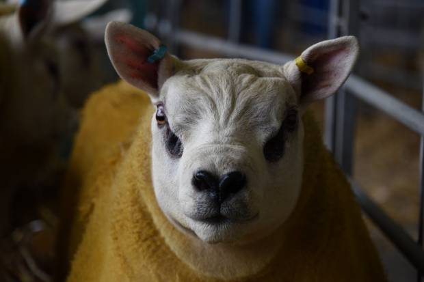 2022 Sale Day Images