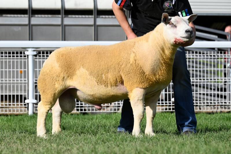 Another from Scolton, Lot 3202 10,000gns
