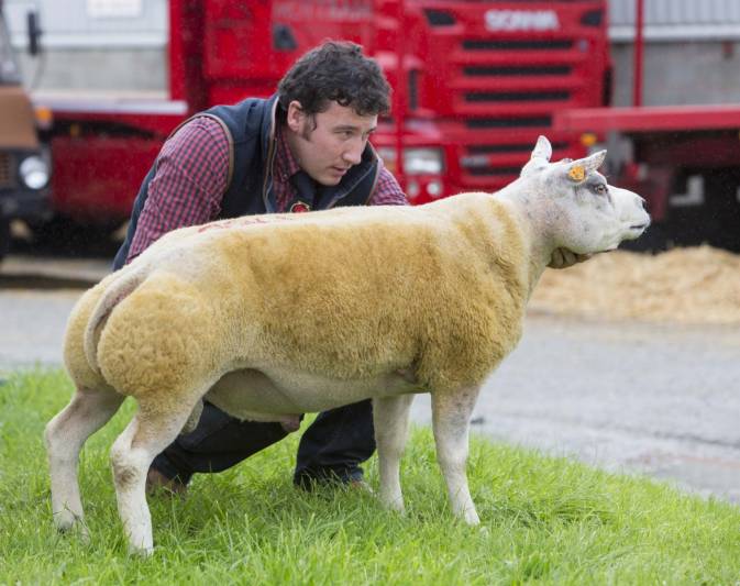 Lot 1755 Dafydd Lewis 3000gns