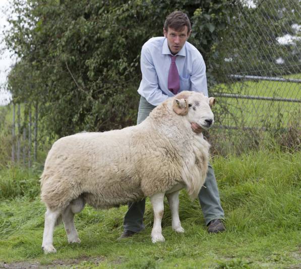 4928 Welsh Mountain top price 5200gns