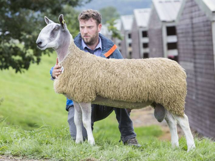 Lot 594 Blueface Leicester