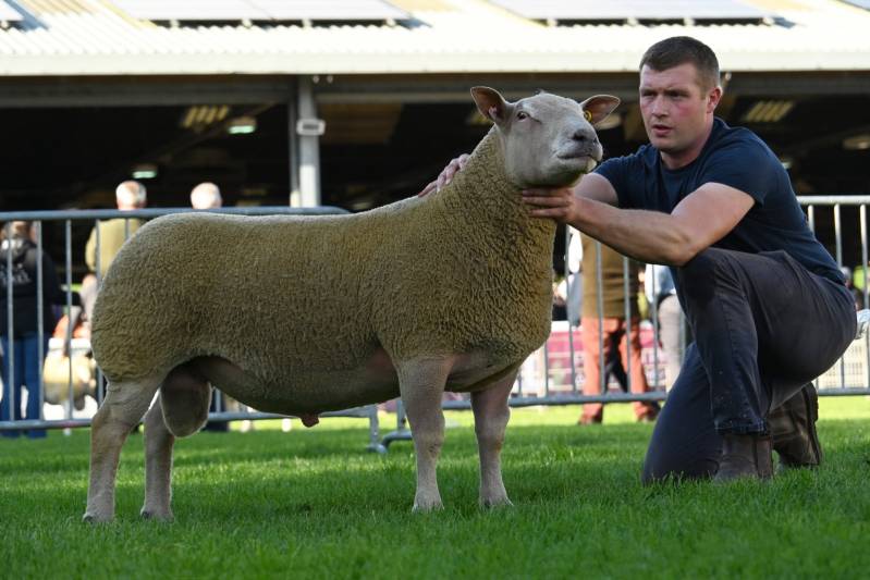 Champion Charollais from the Robleston flock Lot 623