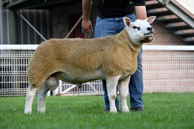 Champion Texel Lot 2923 from JE & L Davies sold for 20000gns