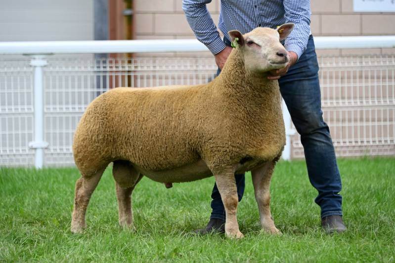 Charollais ram lamb from Adrian Davies