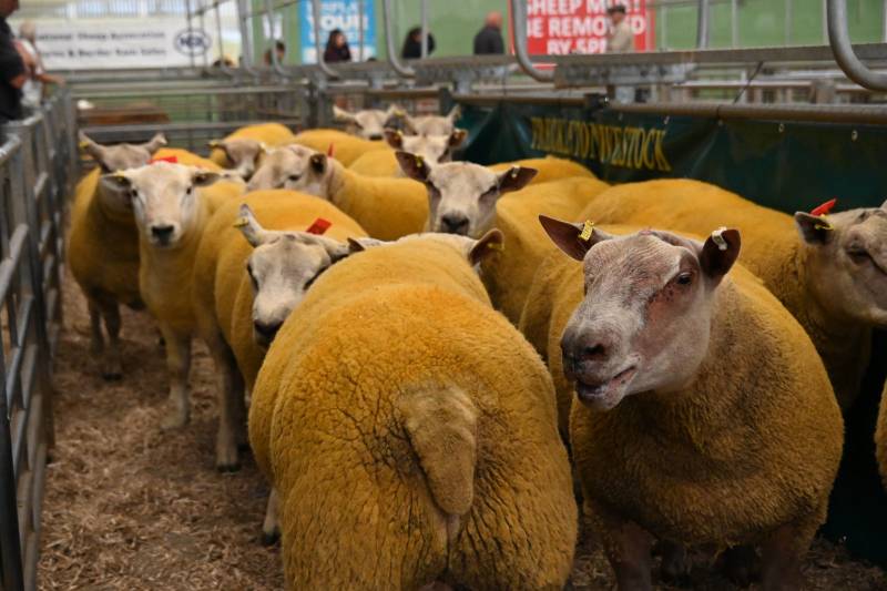 Pictures from the Hereford Sale
