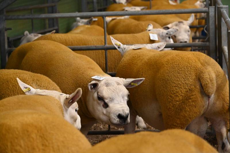 Pictures from the Hereford Sale