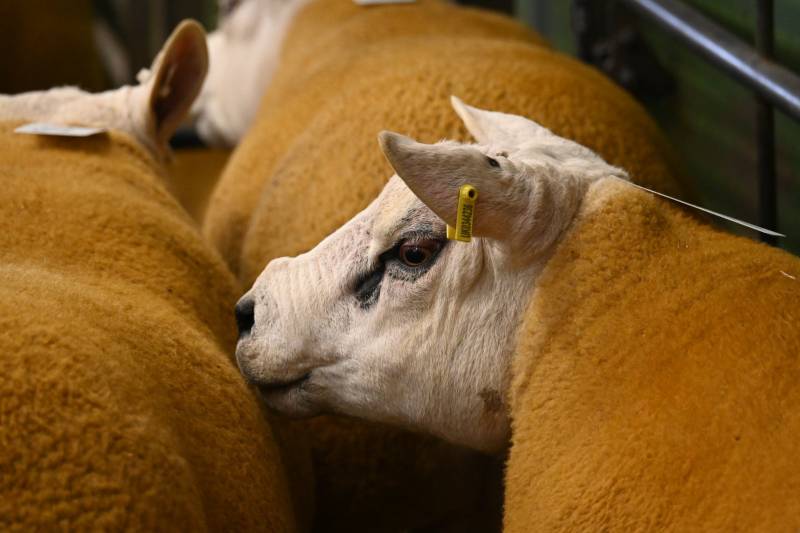 Pictures from the Hereford Sale