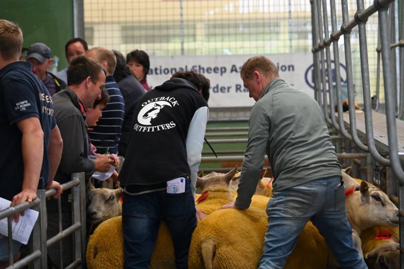 Pictures from the Hereford Sale