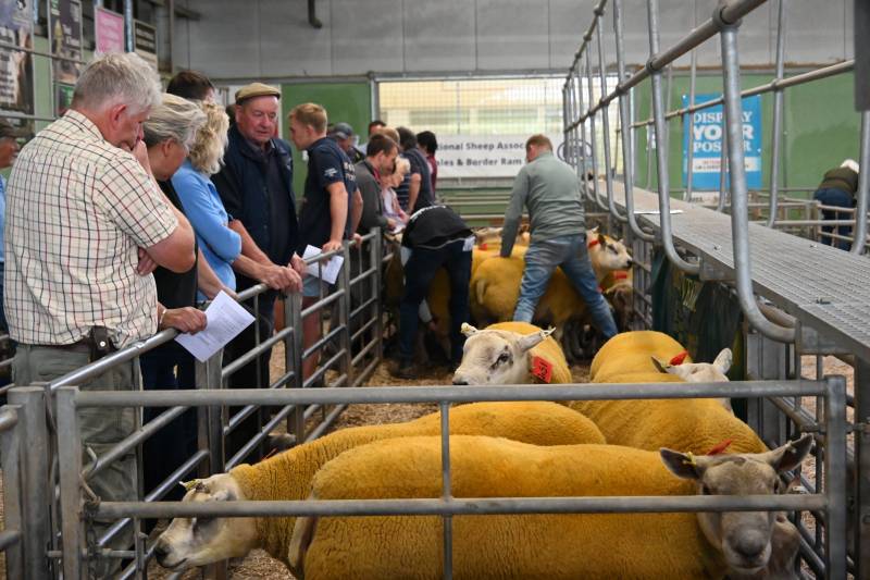 Pictures from the Hereford Sale