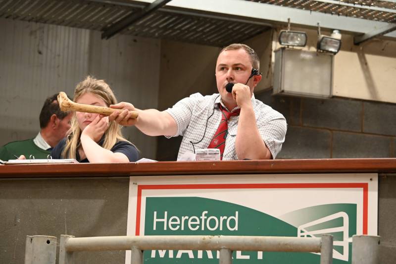 Pictures from the Hereford Sale