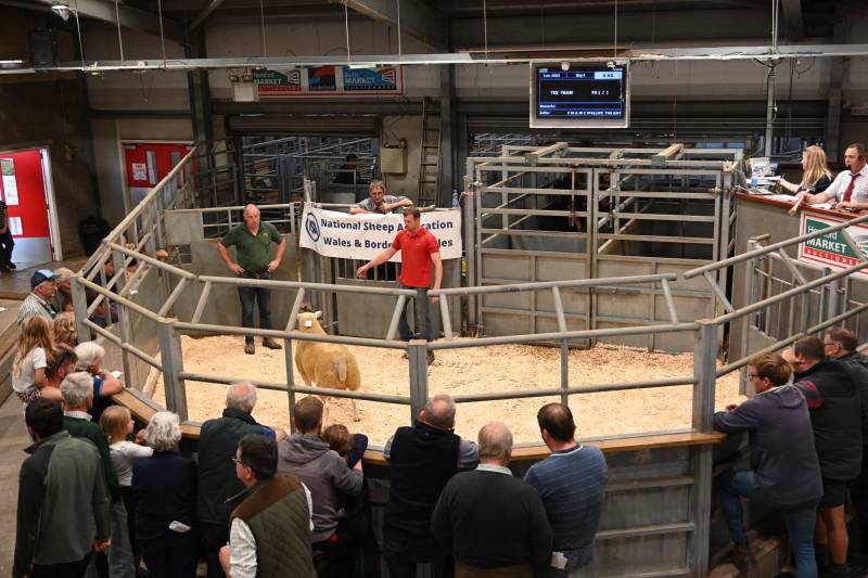 Pictures from the Hereford Sale