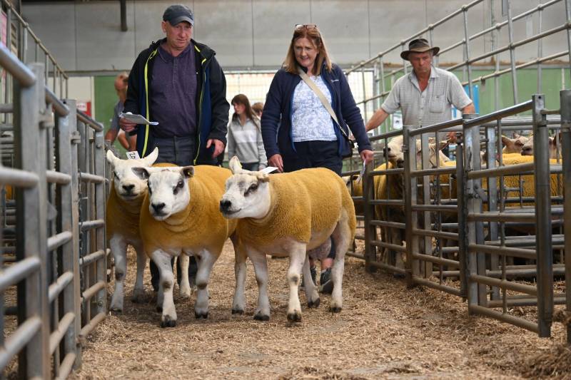 Pictures from the Hereford Sale