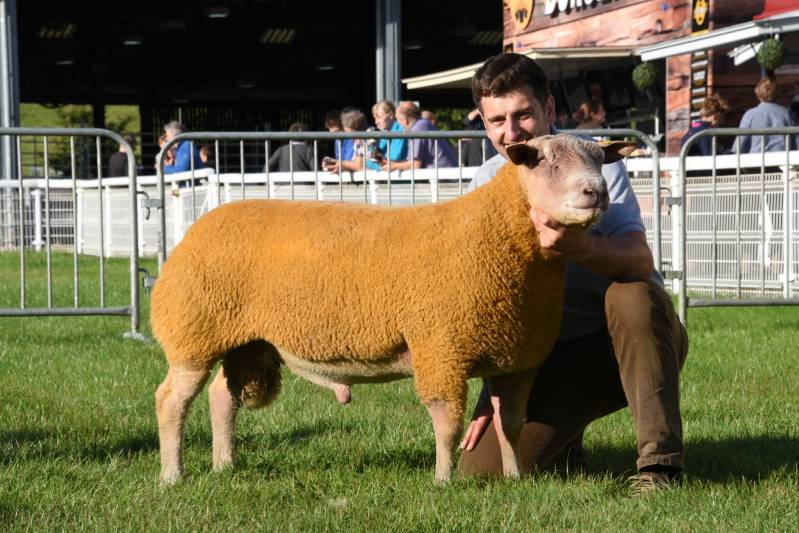 Reserve Champion Charollais  Ram Lamb from Robert Whittacker, Jedburgh