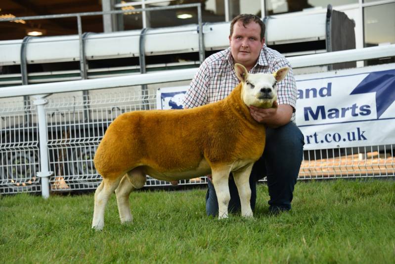 Reserve Champion Ram Lamb from Usk Valley Pedigrees Lot 1880 2800gns