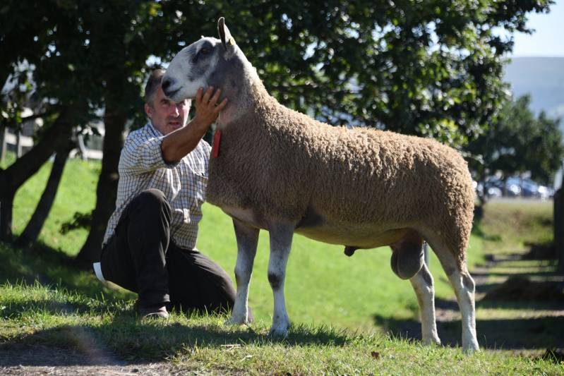 Lot 338 2400gns from TJ & LSR Griffiths