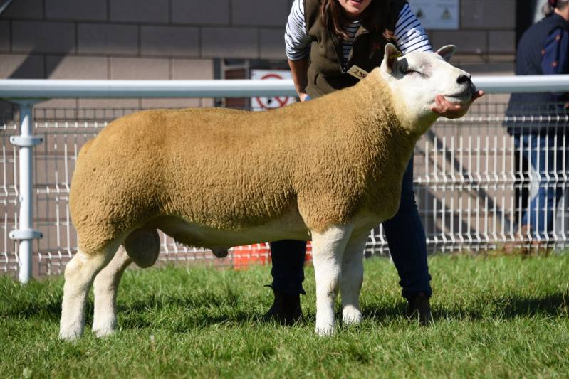 Lot 2384 from RM & GL Watkins